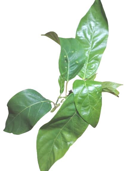 Generic Aadityaa\'s Rare Green JogiDumur Pata/Fresh Jogya Dumur Pataa/Jogi dumur Green Patta, Use for Puja/Astrology/Havan/Health Care, Pack of 250gm.