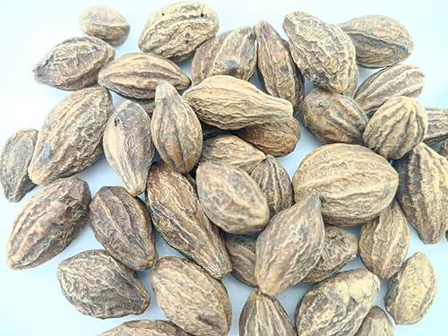 advancedestore advancedestore Badi Harad Whole - 150 Gm - Aralu | Inknut | Haritaki | Kadukkai - Harar - Terminalia Chebula - Karakkaya (Whole)