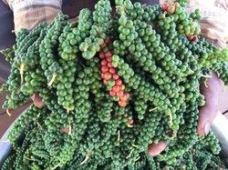 Fresh Spices Fresh Spices Black Pepper (250g), Homestead Produce from Idukki, Kerala