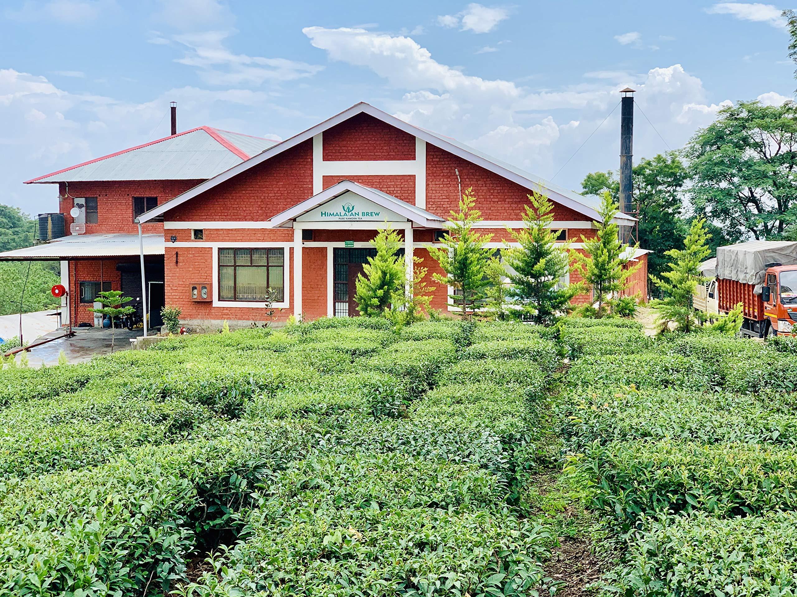 Himalayan Brew PURE AMLA Indian Goose Berry With Kangra Green Tea lemon and Cumin (Zeera) with pink salt