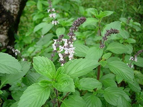 3V PRODUCTS 3V PRODUCTS Thiruneetru Pachilai Powder - Pack of 2x50g - Ocimum Basilicum Leaves | Sweet Basil for Health Benefits