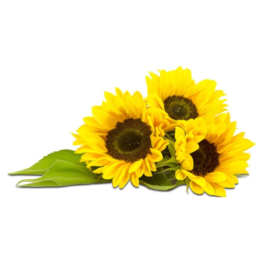 AVITUS AVITUS Sunflower Oil I Cold Pressed Surajmukhi Tel I 100% Pure and Natural Virgin Unrefined I Chemical-Free, Edible Grade I Delicious & Healthy I for Daily Use and Cooking (500ml)