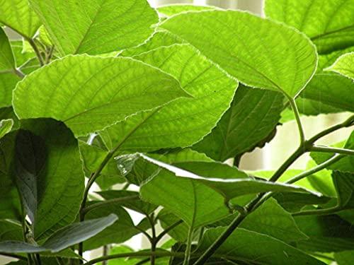 VS Products VS Products Siru Theku Root | Clerodendrum Serratum | Bharangi Root Powder, 100g