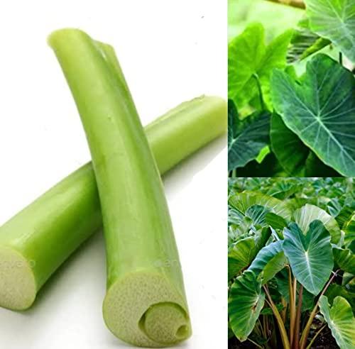 ns tamizhi supermart taro stem colocasia organic herbs/chembu stem/health care/Alooka/Arwi Ke Paan/Patra Ke,medicine and body care stem 350g/ns tamizhi supermart products