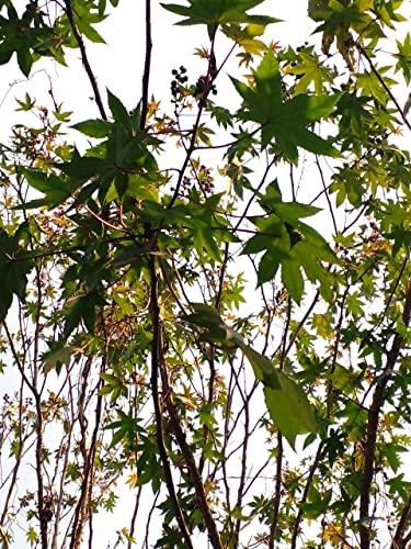 Generic Li6 Pure Organic Fresh Castor Leaves 100 Gm - Arndi (Redi) Ka Patta - Castor Leaf