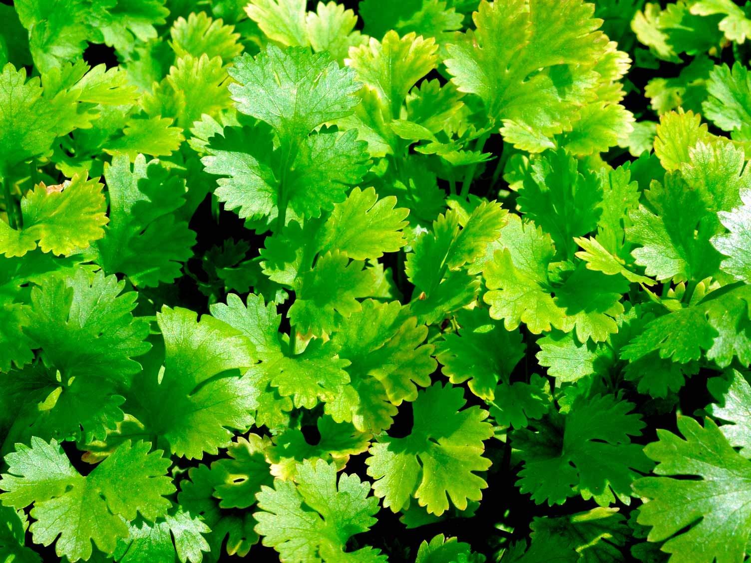 Golden Hills Farm Golden Hills Farm Hybrid Coriander/Dhaniya/Kothamalli 500+ seeds