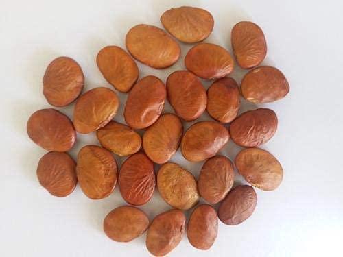 pmw Pmw - Kanuga Seeds - Honge - Pungai - Millettia Pinnata - Seeds - Pongamia - 1 Kilo