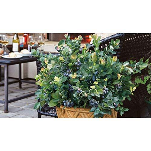 ÉNORME ?NORME Rare Climbing Red Blueberry Plant 200 Pcs Seed Packet