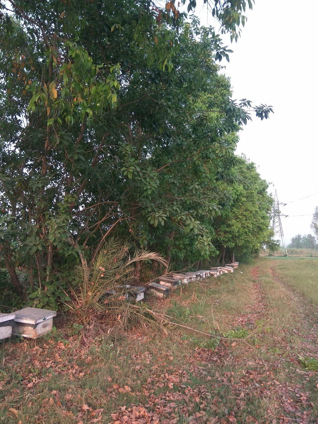 VIDYAMI VIDYAMI NATURAL JAMUN RAW HONEY 1 KG / 100% ORGANIC