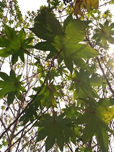 Generic Li6 Pure Organic Fresh Castor Leaves 100 Gm - Arndi (Redi) Ka Patta - Castor Leaf