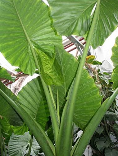 ns tamizhi supermart taro stem colocasia organic herbs/chembu stem/health care/Alooka/Arwi Ke Paan/Patra Ke,medicine and body care stem 350g/ns tamizhi supermart products