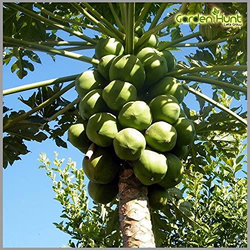 Erwon Erwon NPK for Papaya Fruits ( 200 gm fruit NPK )