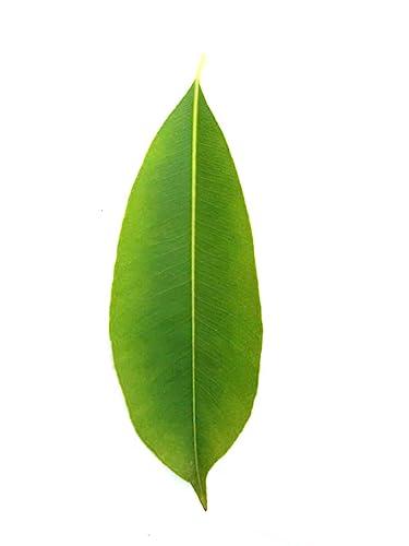 Generic Li6 Pure Dry Jamun Leaves 100 Grams - Jamun Ka Sukha Patta, Patte, Patti - Jamun Dried Leaf