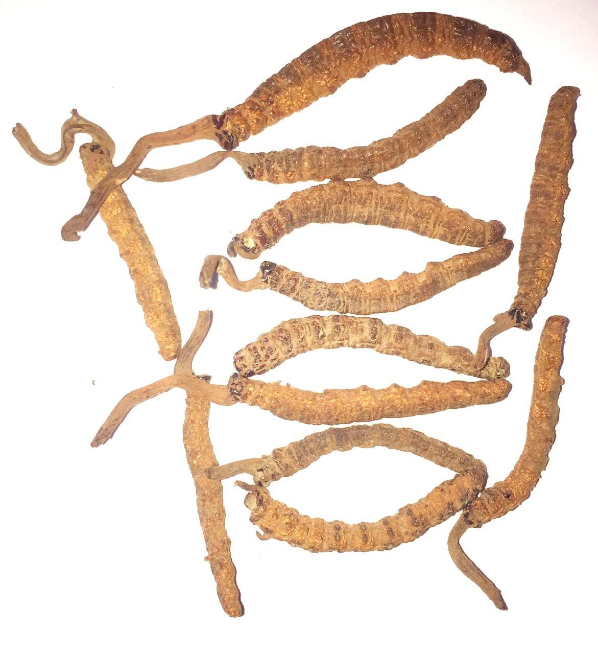 Generic Pure & Natural Cordyceps(Kidajadi) 5pcs