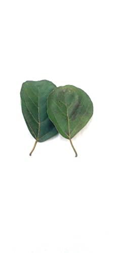 Generic Li6 Fresh Pure Organic Lasura Leaves 250 Gm - Nisodha Ka Patta - Lasode, Lasoda, Lasora Gunda Leaf