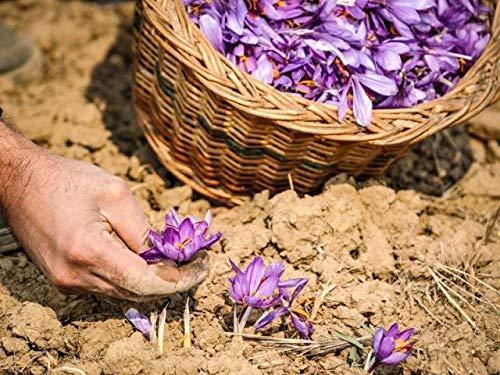 Alif Alif Kashmiri Saffron, Kesar 4g (1gx4)