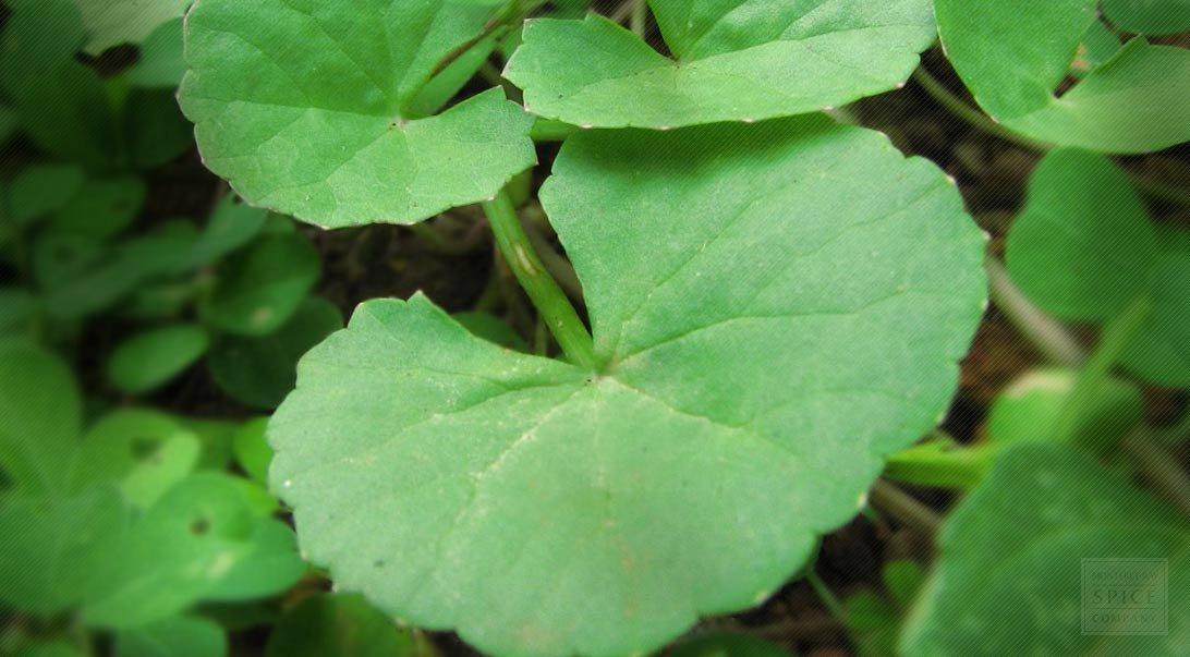 neotea Neotea Vallarai Centella Asiatica Gotu Kola Powder, 300 G