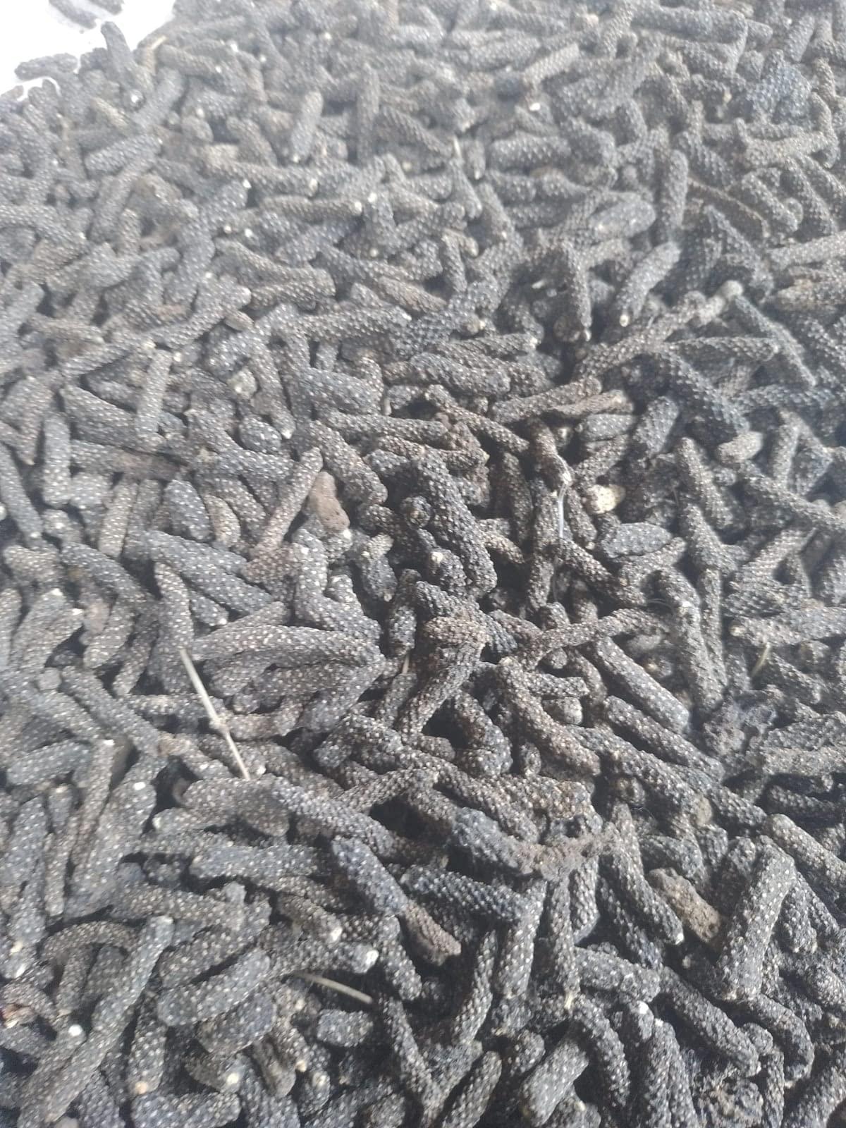 Unknown Unknown - Pan Pimpali/Long Pepper/Pipar/Filfil Daraz/Pipli/Choti Pipali/ 100g