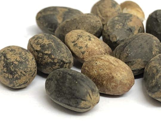 Generic GODSOWNCOUNTRYIN Croton Penduliflorus Seeds - Aworoso Seed, Croton Tiglium Seed, Habbatul Muluk, Jamalgota Medicinal Seeds for Herbal Healing 200g