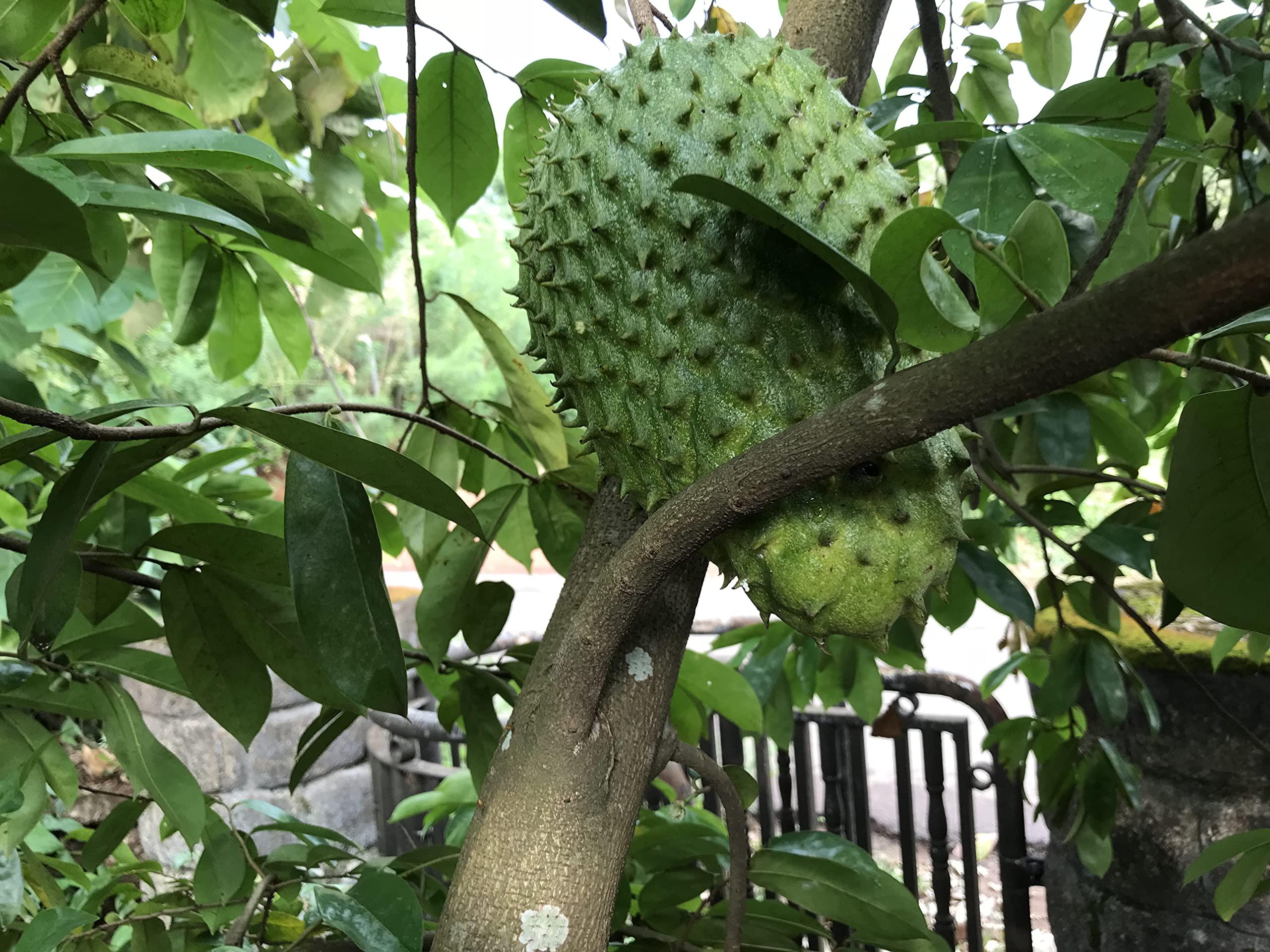 abamec Natural Graviola Soursop Guanabana shadow Dried 250 Leaves + 100 grams Soursop tree stems. (With printed preparation Instructions)