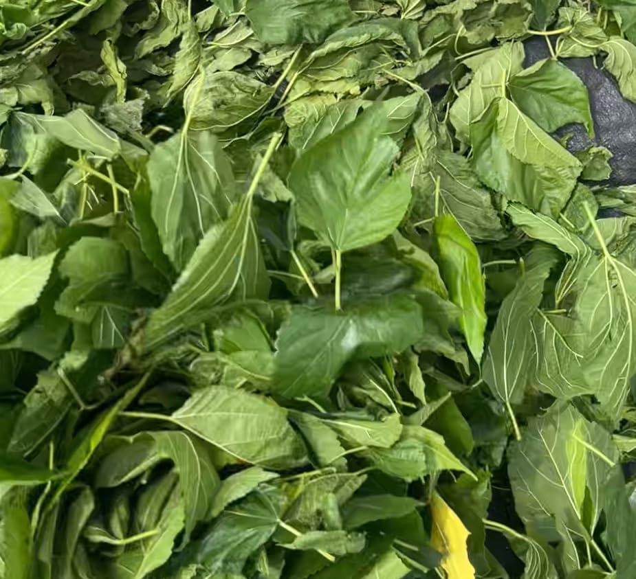 Generic Natural and organic dried mulberry powder