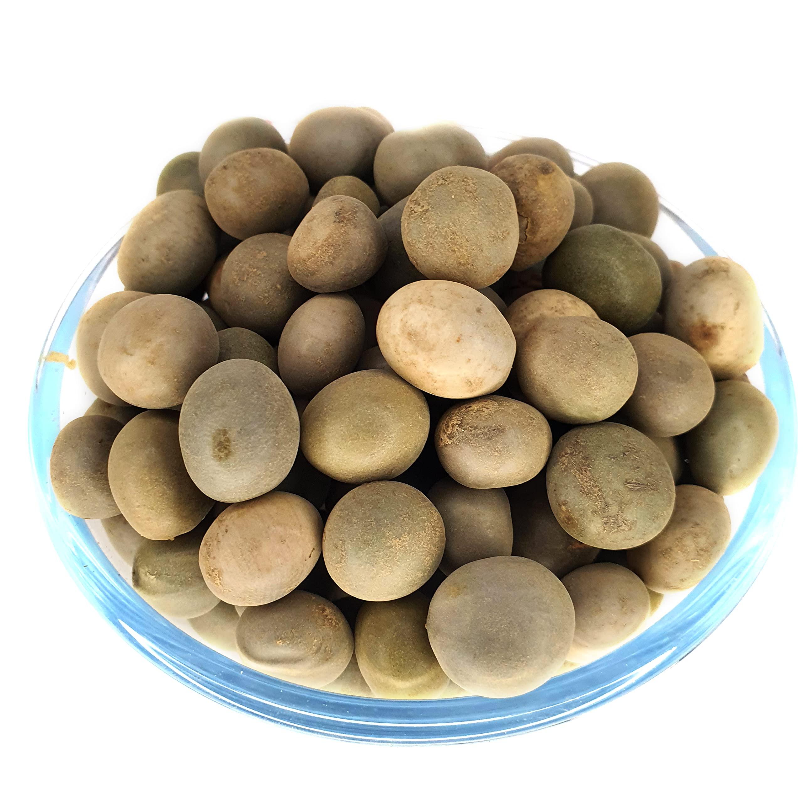 Generic Masso Pansari KARANJWA BEEJ CAESALPINIA BONDUCELLA SAGARGOTA KAT KARANJA SEEDS KARANJ BiJ KALARCHIKKAI FEVER NUT (200gm)