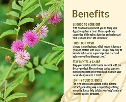 SAARA SAARA Herbal Fresh Thotta Sinungi Leaves Powder,100G, Mimosa Pudica Powder, Mudatha Damara, Lajalu, Muttidare Muni, Thottavadi, Ajalikalika, Sleepy Plant Powder,(Pack Of 1 X 100G), Vegetable Masala