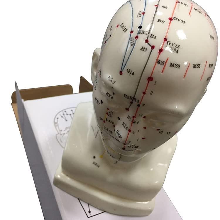 G GEEMAC G GEEMAC Acupuncture head model acupuncture head point model in English language