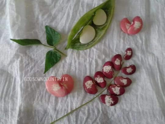 Generic Double beans seeds - butter bean, Lima, sieva bean, double bean, Madagascar bean, chad bean, wax bean, Rajula chikkudu, kitchen plantation (10 seeds)