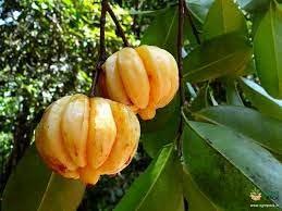 Generic Beons Organic MalabarTamarind/kudampuli/Kokam 500Gm Tamarind