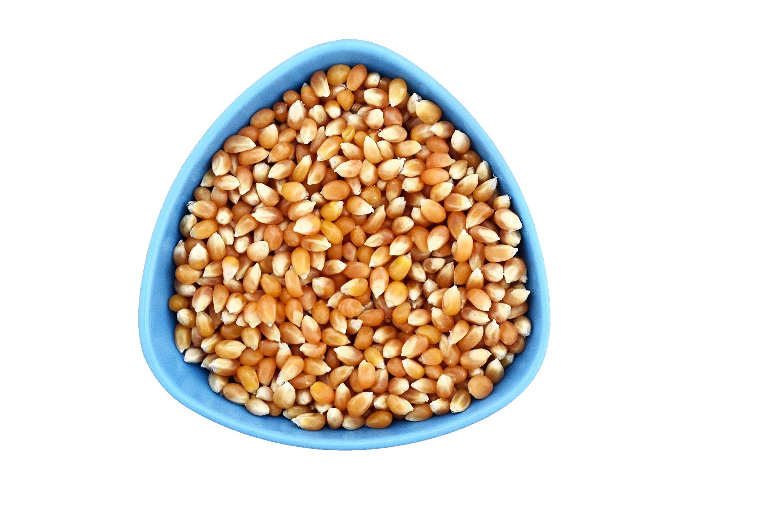 SNN SNN Popcorn Maize 500 Gram | Imported Raw Maize | Popcorn Kernels | Ready to Cook | High Expansion | Homemade Healthy Snack | Butterfly Popcorn Kernels