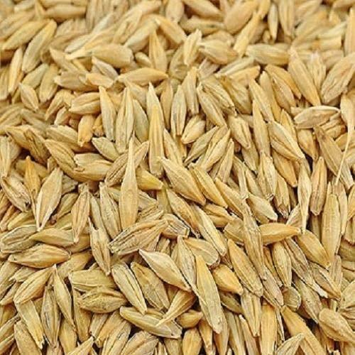 Veganic Veganic Raw Barley Seeds | Jau Seed | Juvar/Cheno (1 kg)