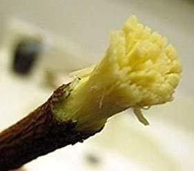 Vaibhav VOS Natural Fresh Neem Chew Sticks for Healthy Teeth and Gums - 25 Sticks(15cm Long Each Neem Stick)