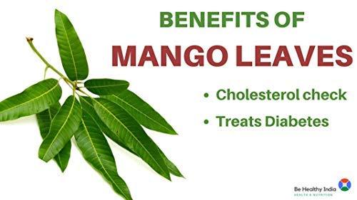 neotea Neotea Pure Mango Leaf Powder | Maa Ilai | Mango Leaves | Mango Leaf | Aam | Mamidi | Mavu | Mangga | Mangifera Indica | Ayurvedic Herbal Supplement | 100% Pure and Natural | Direct Surce From Farmers | Non-Gmo | Chemical Free | 300GM pack of 1