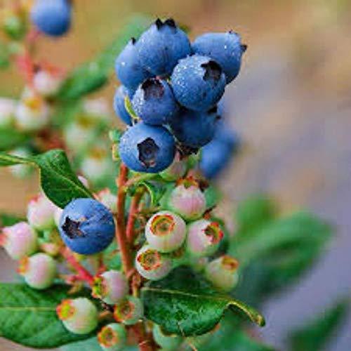 ÉNORME ?NORME Rare Climbing Red Blueberry Plant 200 Pcs Seed Packet