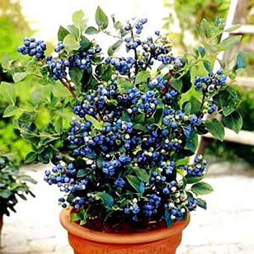 ÉNORME ?NORME Rare Climbing Red Blueberry Plant 200 Pcs Seed Packet
