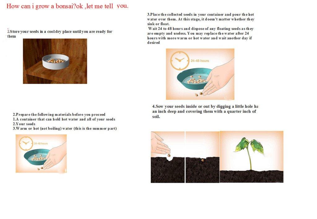 Futaba Futaba Italian White Sunflower Seeds - 20Pcs