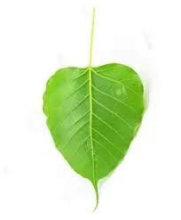 Generic Fresh Peepal Tree Leaves/Pepal Ke Patte/Herbal Medicine/Ayurvedic (20 leaves)