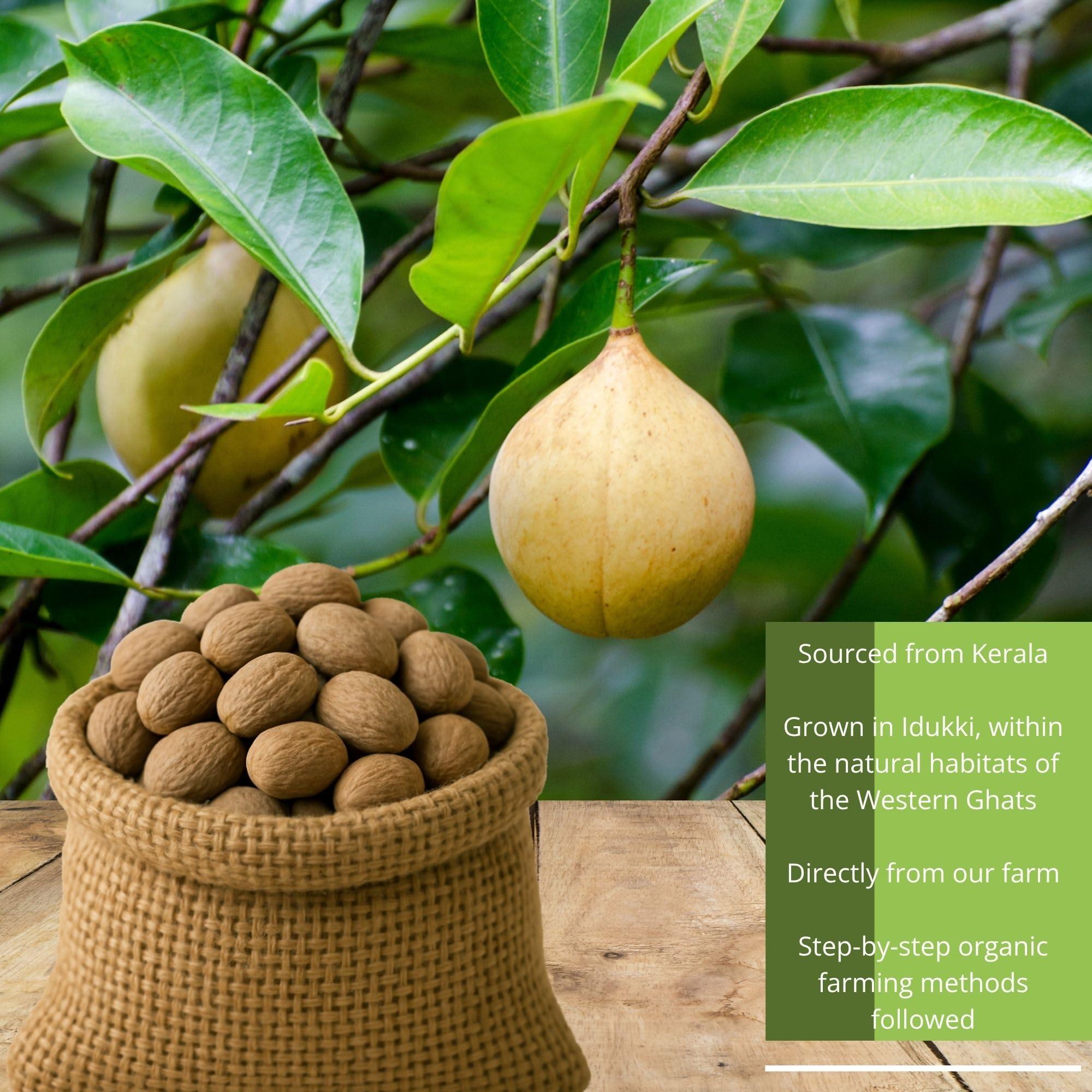 BOTLEAF BOTLEAF Nutmeg Powder 200 GMS Idukki variety Derived from mature kernels of Nutmeg from our farm Kerala Origin Jaiphal Jaifal 200gm