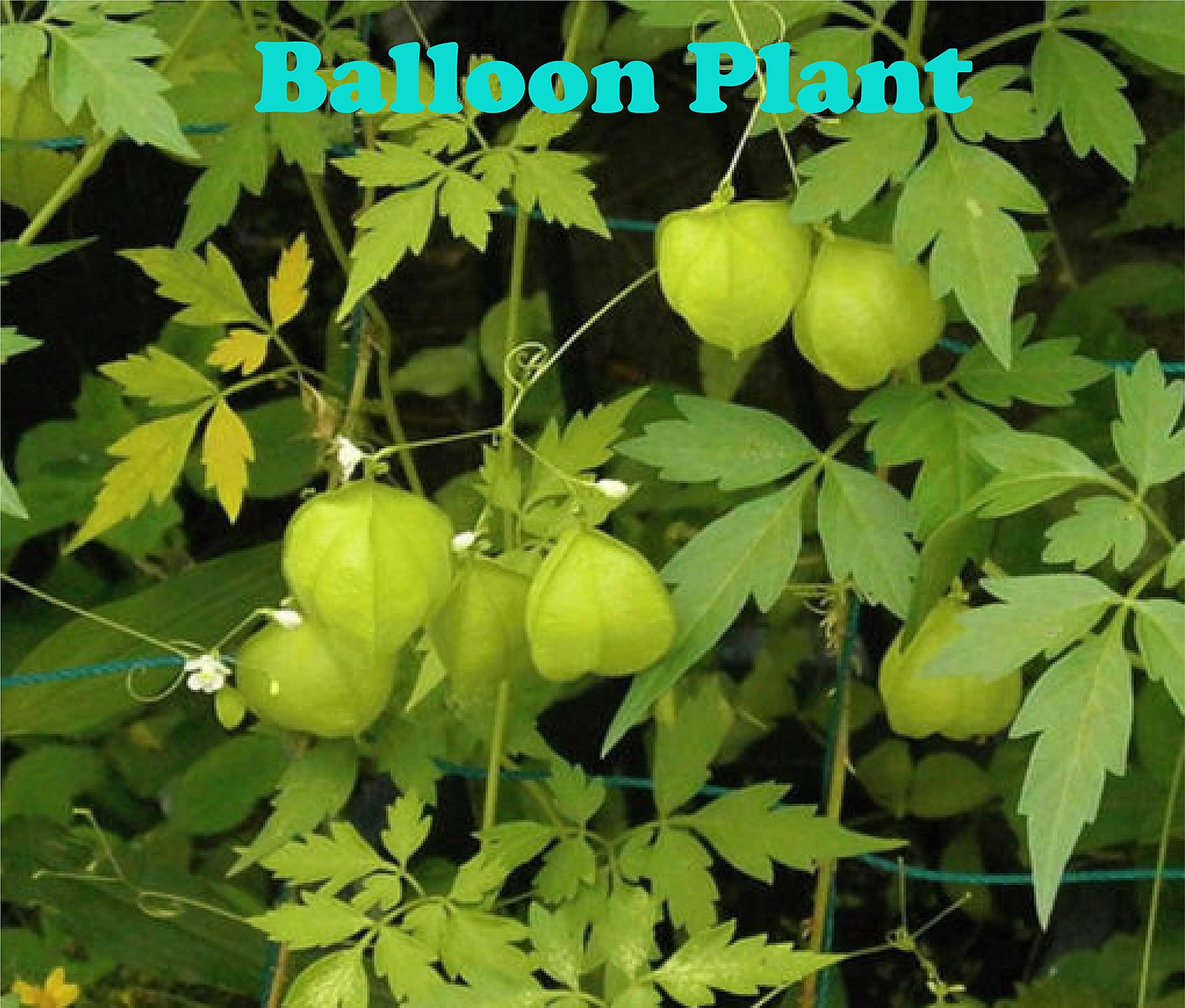 DIETS ORGANICS Diets Organics Mudakathan Keerai Powder , Balloon Vine Leaf Powder - 250G