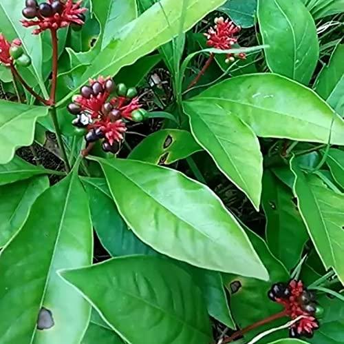 3V PRODUCTS Sarpagandha Powder 50g | Devil Pepper | Amal Pori | Rauvolfia Serpentina Powder