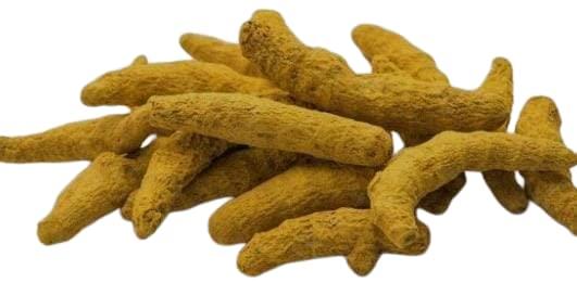 Manya Enterprises A1 Grade Haldi Ki Ganth,Raw Turmeric Yellow(11 Pc) For pooja,Vivah,Yagyopavit With 1 Assured Gift