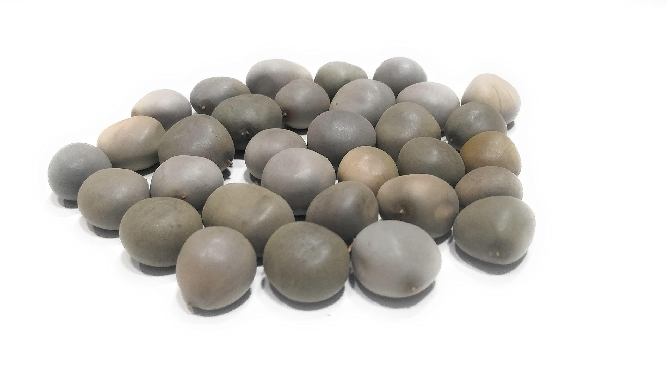 Ayushiv Ayushiv KARANJWA BEEJ (CAESALPINIA BONDUCELLA) - SAGARGOTA - KAT KARANJA SEEDS - KARANJ BEEJ - KALARCHIKKAI - FEVER NUT (1 KG)