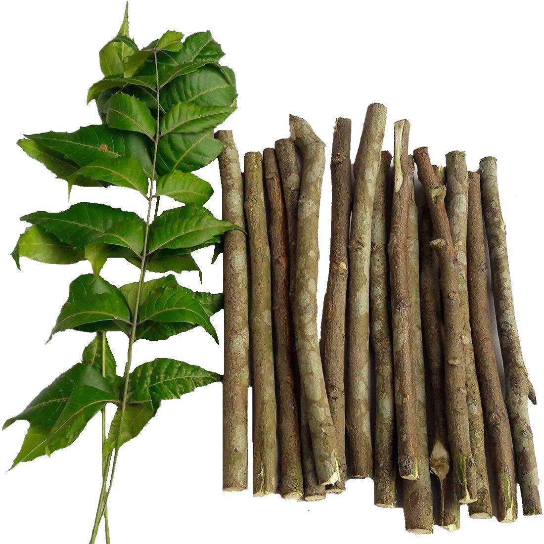 COCAME Fresh Organic Neem Datun Chew Sticks Neem Twigs for Better Tooth, Gems, Fresh Breath and Health/Neem Sticks/Vepa Pullalu / - (50 Pc)