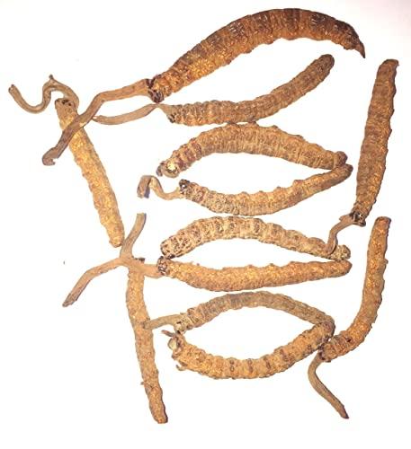 Generic Pure & Natural Cordyceps(Kidajadi) 5pcs