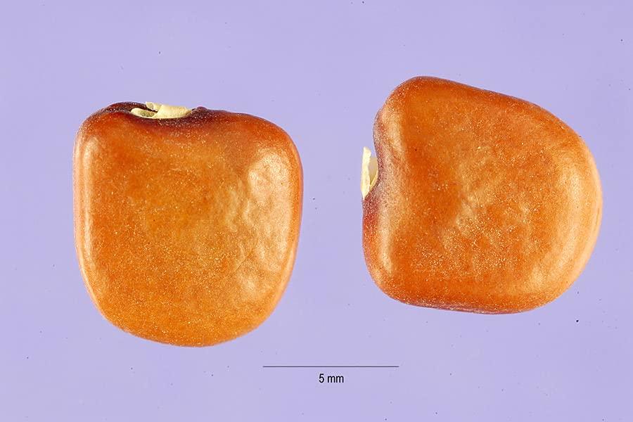 Generic Green Horizon Singkamas, Yam Bean, jicama seed pack of 75