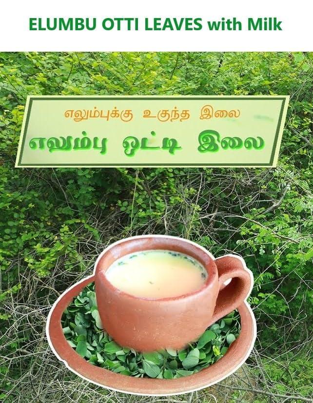 3V PRODUCTS 3V PRODUCTS Elumbotti Ilai Powder 10g | Bone joint Leaves | Murikootipacha | Ormocarpum Cochinchinense for Bone fracture | Bone Strength | Joint Pain