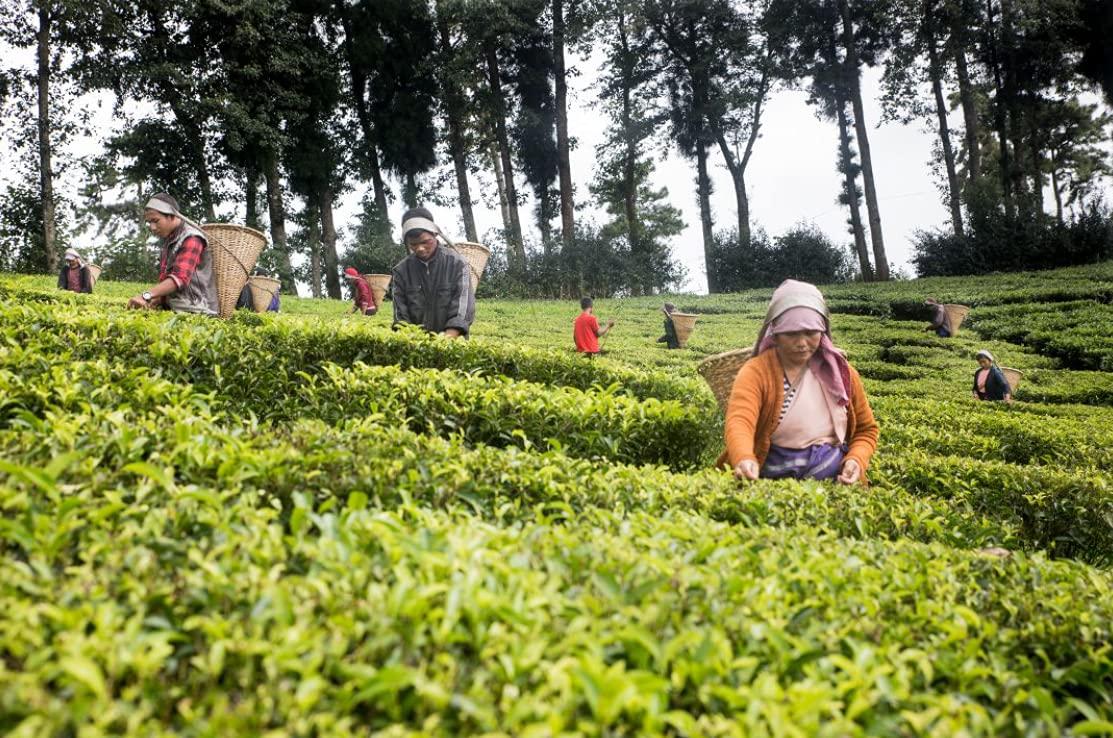 Generic Go-Yogik Black Tea loose leaves from Meghalaya [ 100g ] | Organic by nature