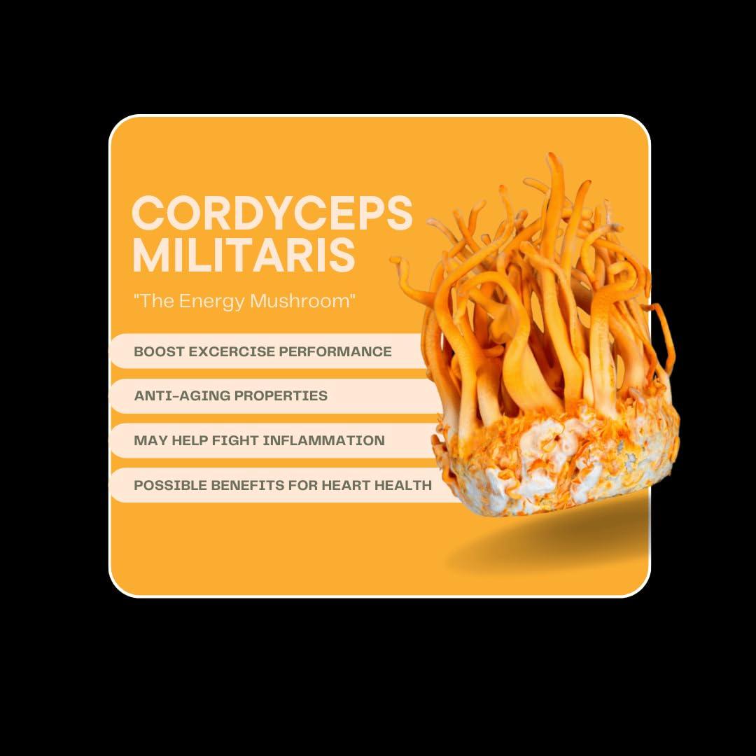 417 Alchemy Dose Cordyceps Militaris Extract Powder-Premium 100% Pure Mushroom Supplement Packaging Type: Dose Bag, Size: 15 Servings