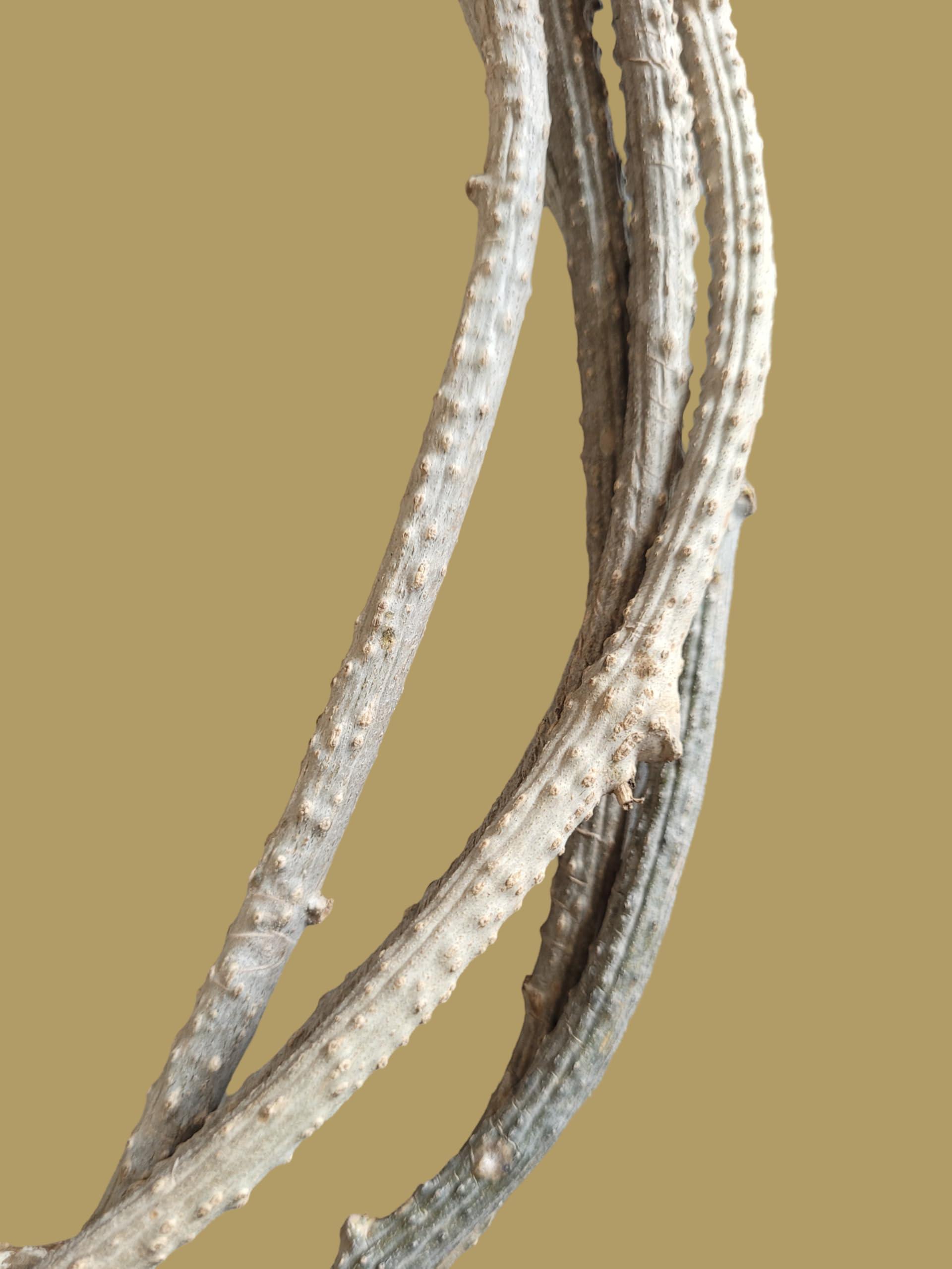 RUKDA RUKDA Giloy stems, Fresh Neem Giloy Plant Stems Giloy Sticks, Guduchi stems Neem Giloy stick 30 cm Long